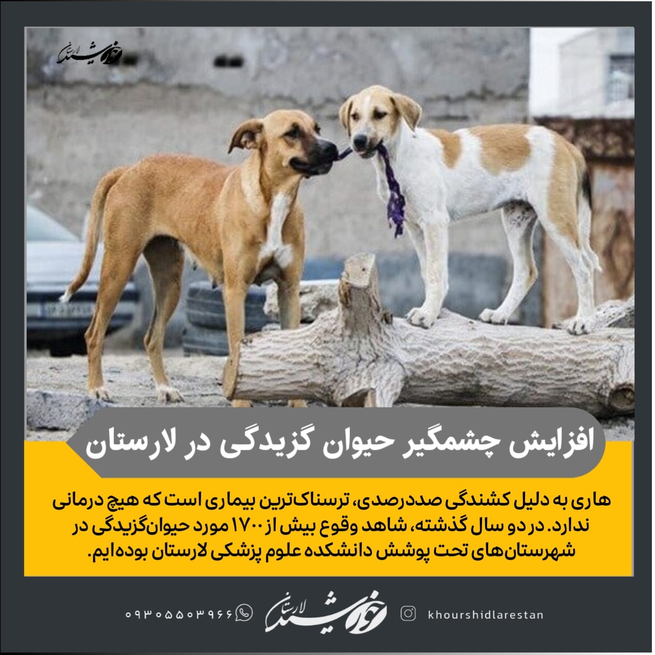 آمارها حاکی از افزایش چشمگیر حیوان گزیدگی در لارستان است