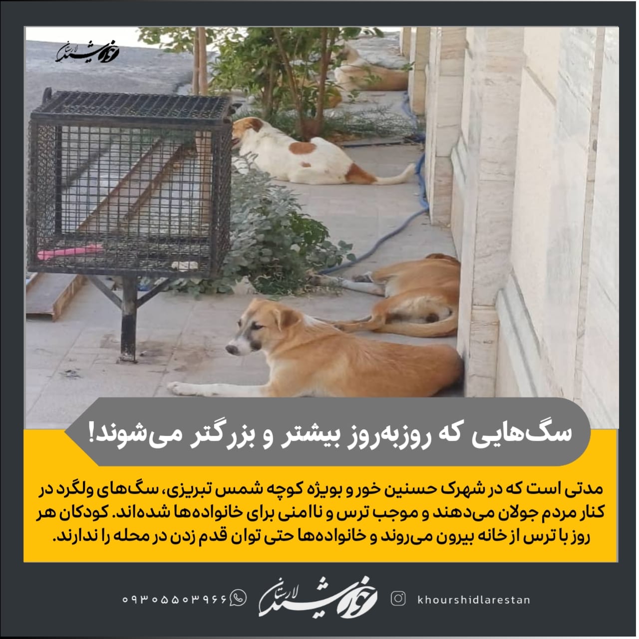 سگ‌هایی که روزبه‌روز بیشتر و بزرگتر می‌شوند!